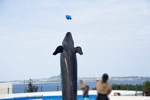 Churaumi Aquarium  No-10