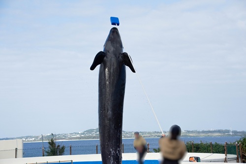 Churaumi Aquarium  No-11