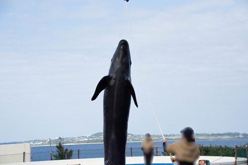 Churaumi Aquarium  No-13