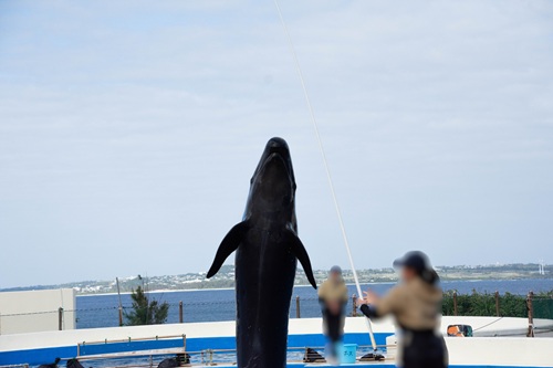 Churaumi Aquarium  No-14