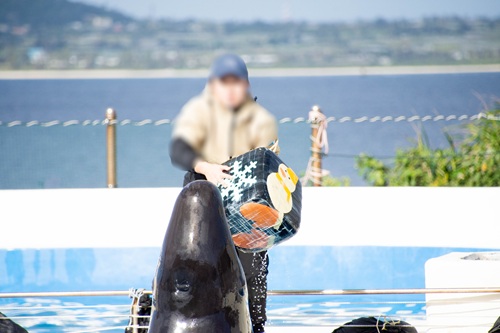 Churaumi Aquarium  No-16