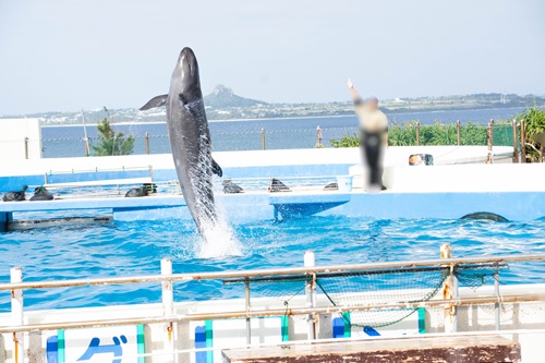 Churaumi Aquarium  No-17