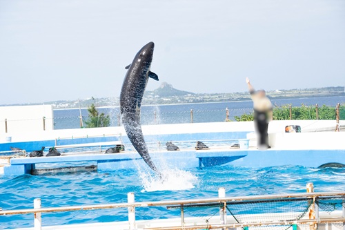 Churaumi Aquarium  No-18