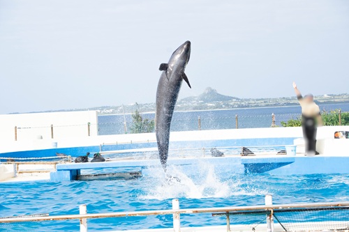 Churaumi Aquarium  No-19