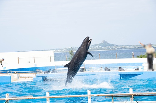 Churaumi Aquarium  No-20
