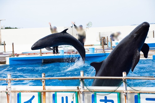 Churaumi Aquarium  No-21