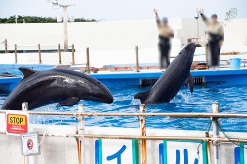 Churaumi Aquarium  No-22