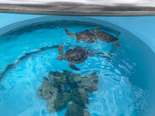 Churaumi Aquarium  No-4