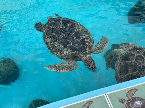 Churaumi Aquarium  No-5