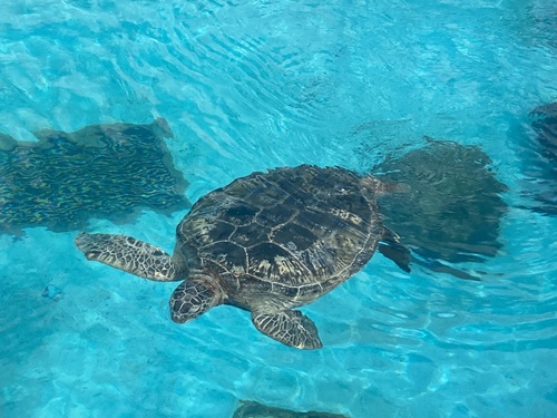 Churaumi Aquarium  No-6