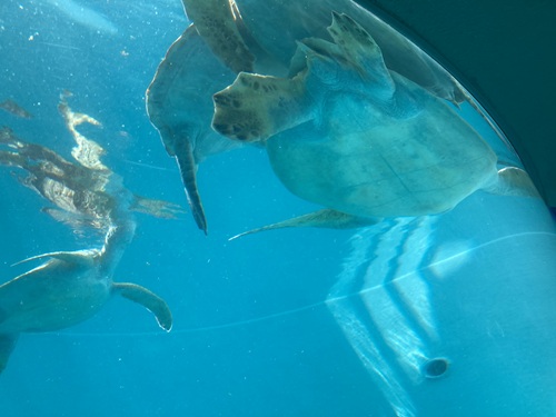 Churaumi Aquarium  No-7