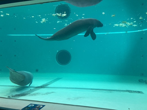 Churaumi Aquarium  No-13