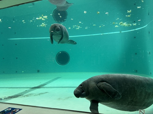 Churaumi Aquarium  No-14