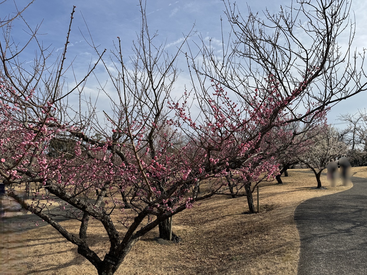 Odawara Flower Garden   No-8