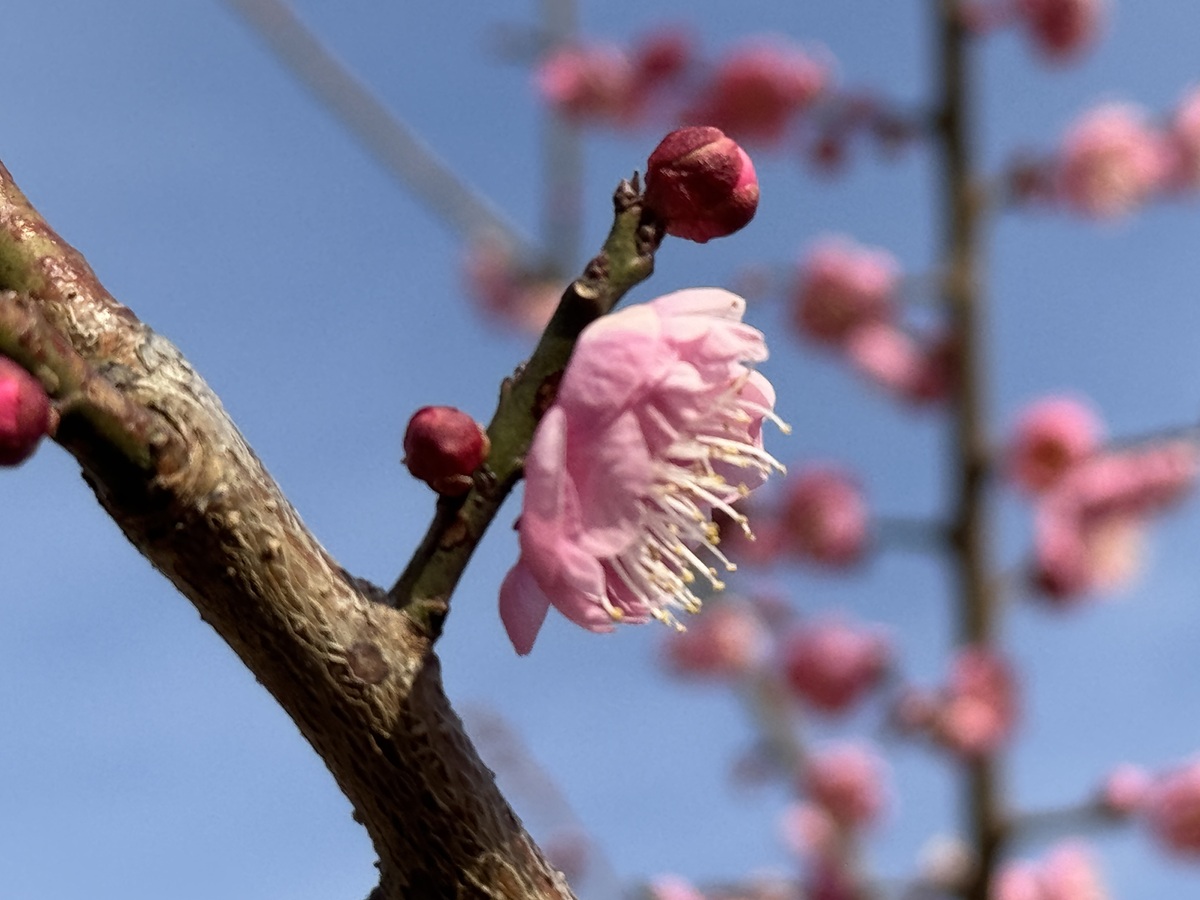 Odawara Flower Garden   No-9