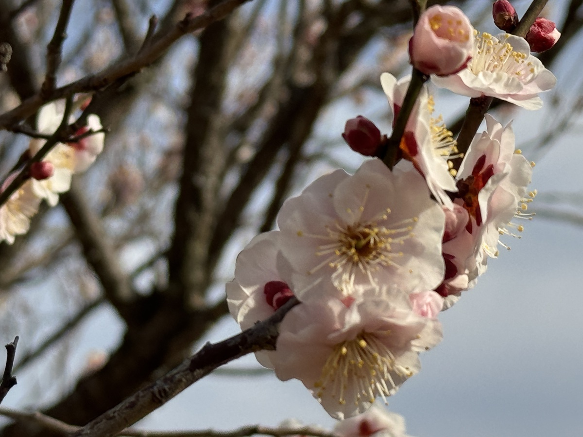 Odawara Flower Garden   No-11
