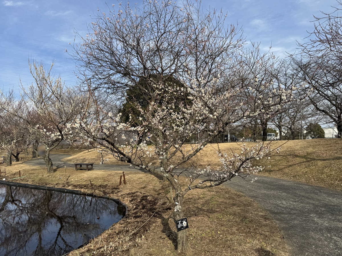 Odawara Flower Garden   No-14