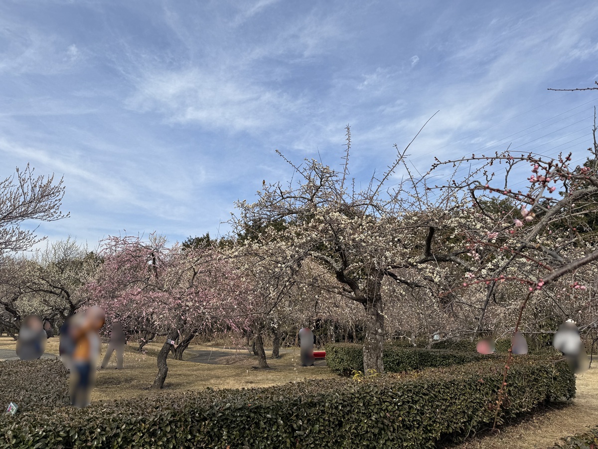 Odawara Flower Garden   No-16