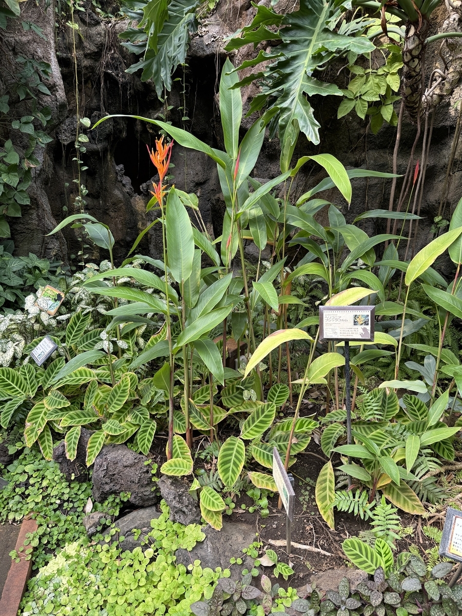 Odawara Flower Garden   No-21