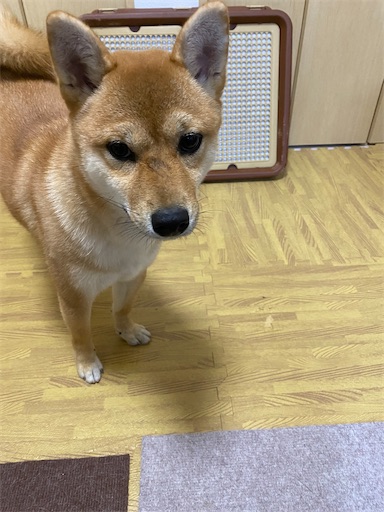 f:id:kotakota1102:20191222231907j:image