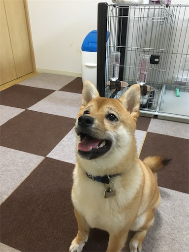 f:id:kotakota1102:20200113233550j:image
