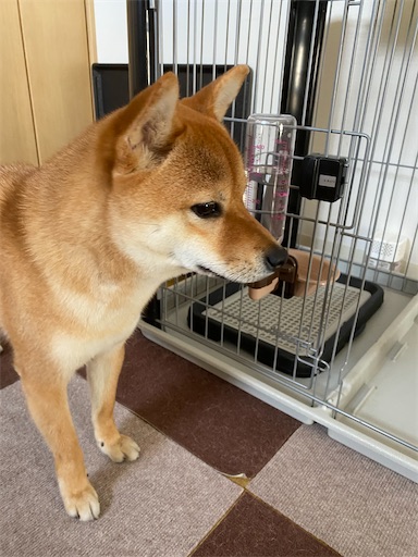 f:id:kotakota1102:20200522222010j:image
