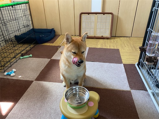 f:id:kotakota1102:20210326192927j:image f:id:kotakota1102:20210326192927j:image