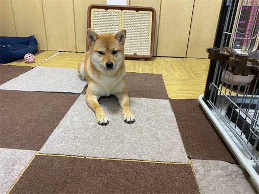 f:id:kotakota1102:20210416210009j:image