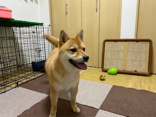 f:id:kotakota1102:20210527224039j:image