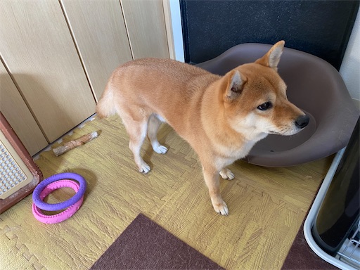 f:id:kotakota1102:20211025210031j:image