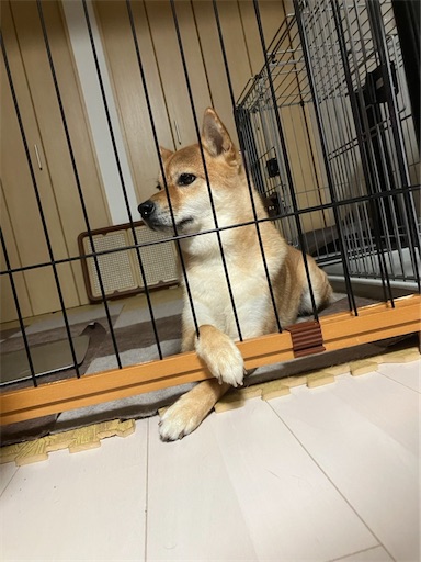 f:id:kotakota1102:20220725204633j:image