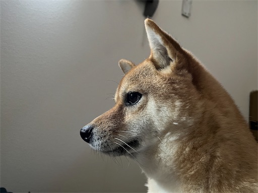 f:id:kotakota1102:20240120124618j:image