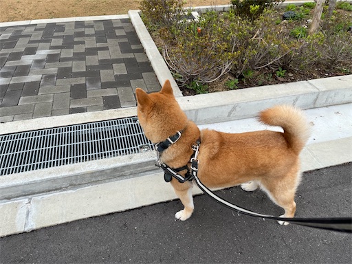 f:id:kotakota1102:20240502000406j:image