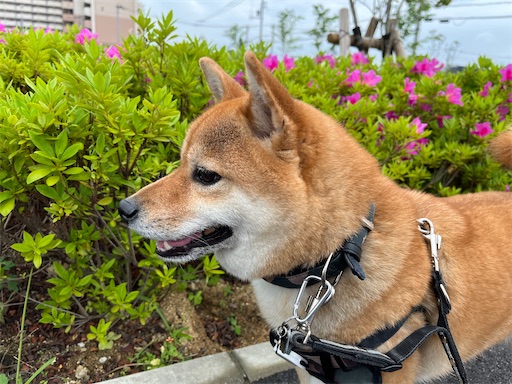 f:id:kotakota1102:20240502000408j:image