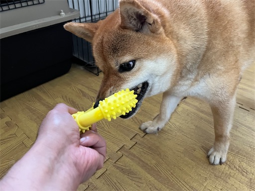 f:id:kotakota1102:20240518100955j:image