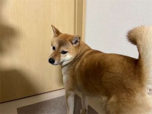 f:id:kotakota1102:20240614004815j:image