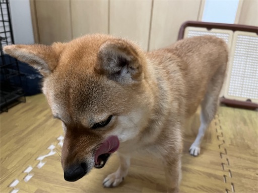 f:id:kotakota1102:20240614005404j:image