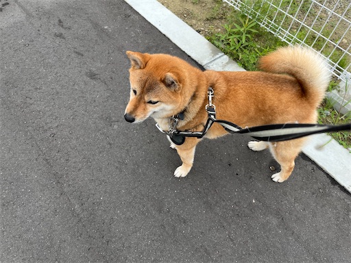 f:id:kotakota1102:20240614005527j:image
