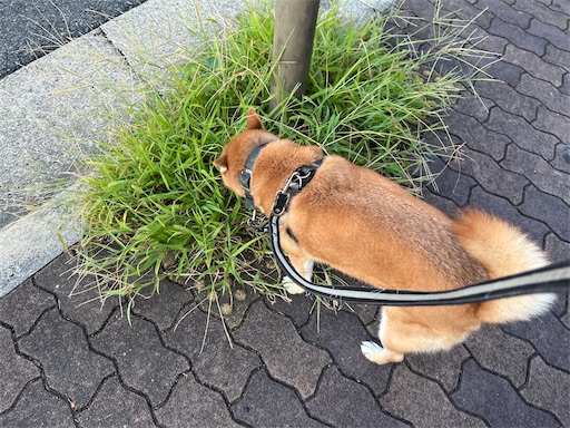 f:id:kotakota1102:20240816192457j:image