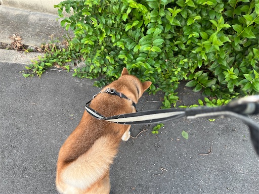 f:id:kotakota1102:20240816192500j:image
