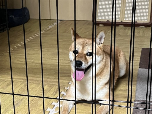 f:id:kotakota1102:20240816192832j:image