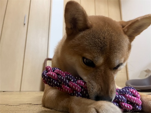 f:id:kotakota1102:20240816193345j:image