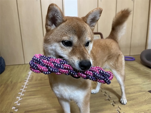 f:id:kotakota1102:20240816193349j:image