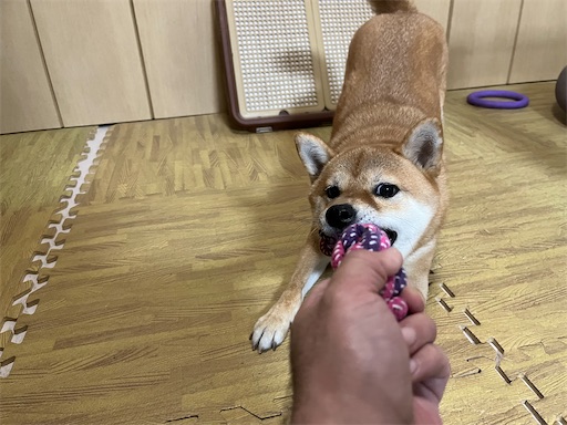 f:id:kotakota1102:20240816193351j:image