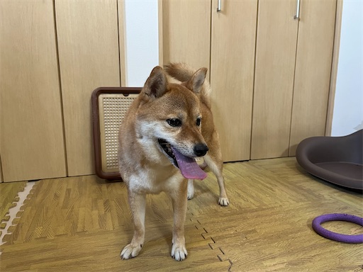 f:id:kotakota1102:20240825150351j:image