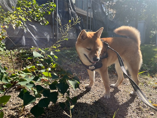f:id:kotakota1102:20241217175639j:image