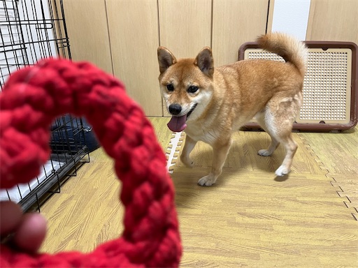 f:id:kotakota1102:20241226063017j:image