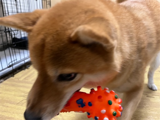 f:id:kotakota1102:20241226063020j:image