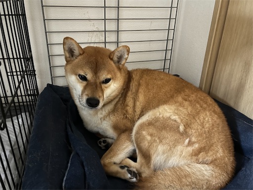 f:id:kotakota1102:20241226111844j:image