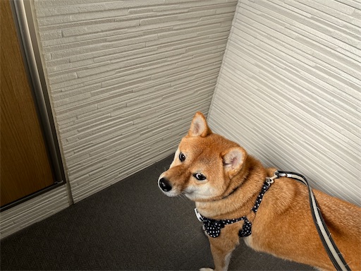 f:id:kotakota1102:20241231153111j:image